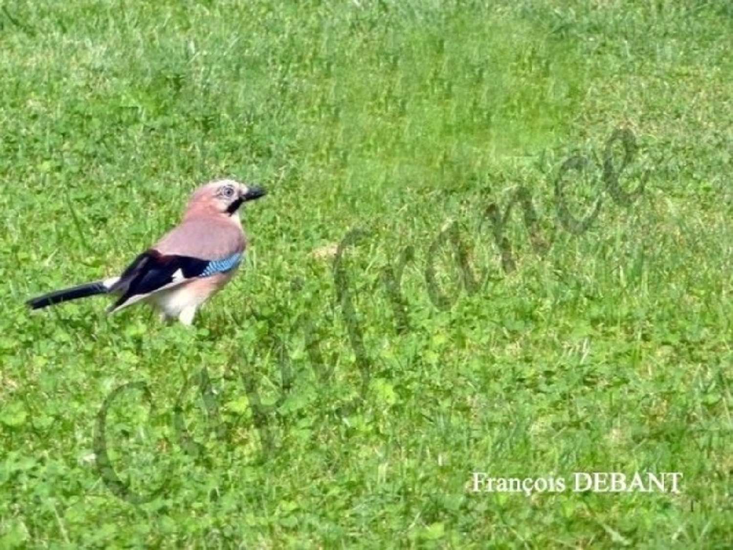 kaufen Grundstück Machault Ardennes 2