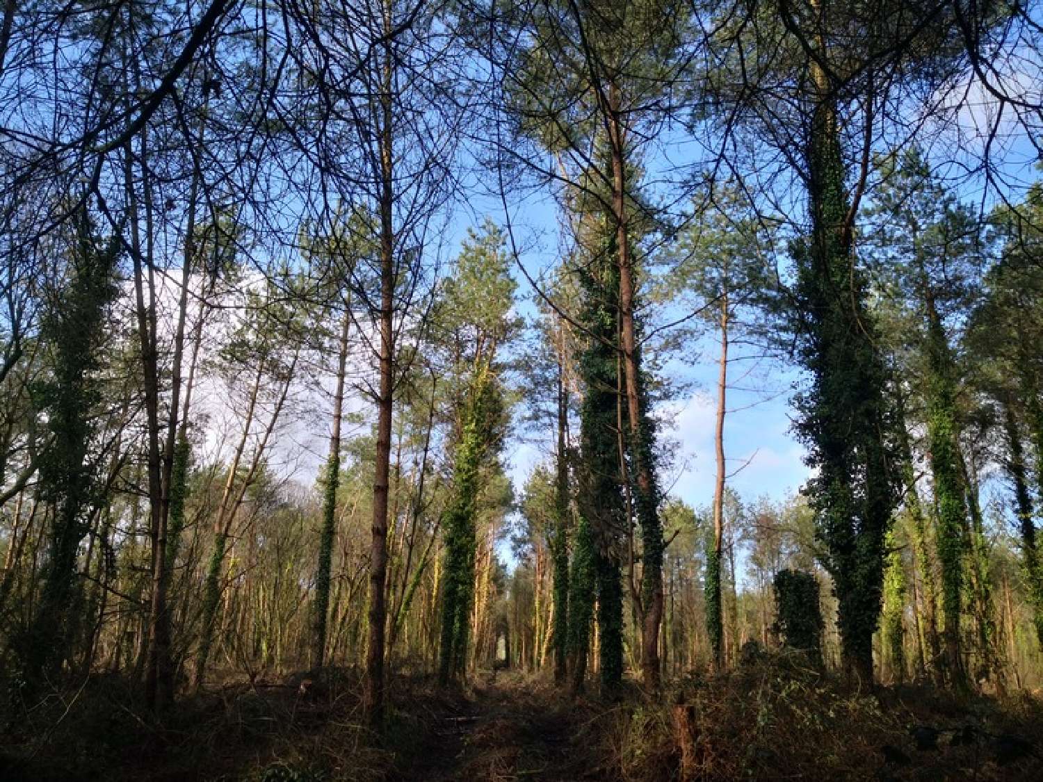  te koop terrein Moncontour Côtes-d'Armor 6