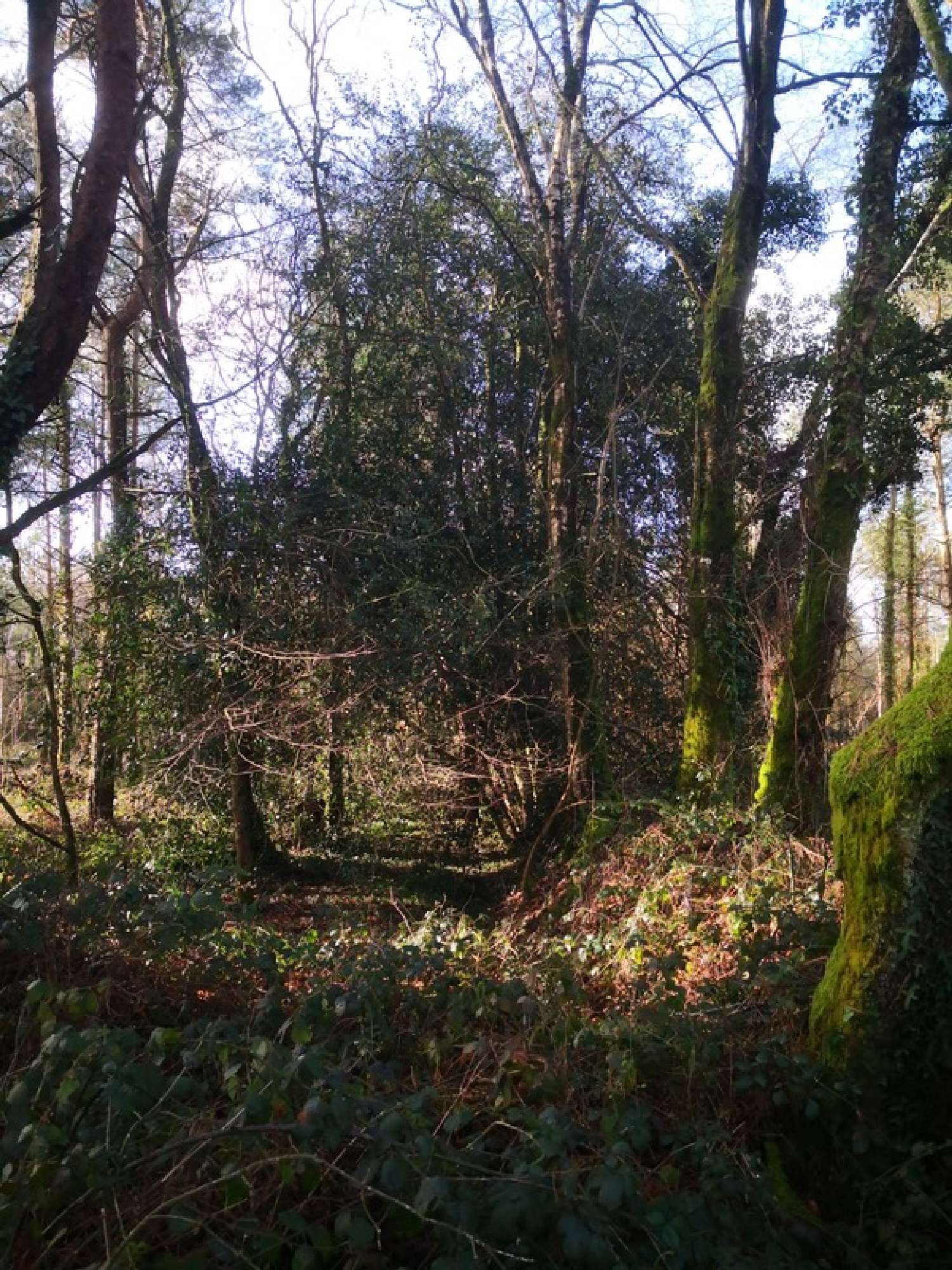  te koop terrein Moncontour Côtes-d'Armor 7