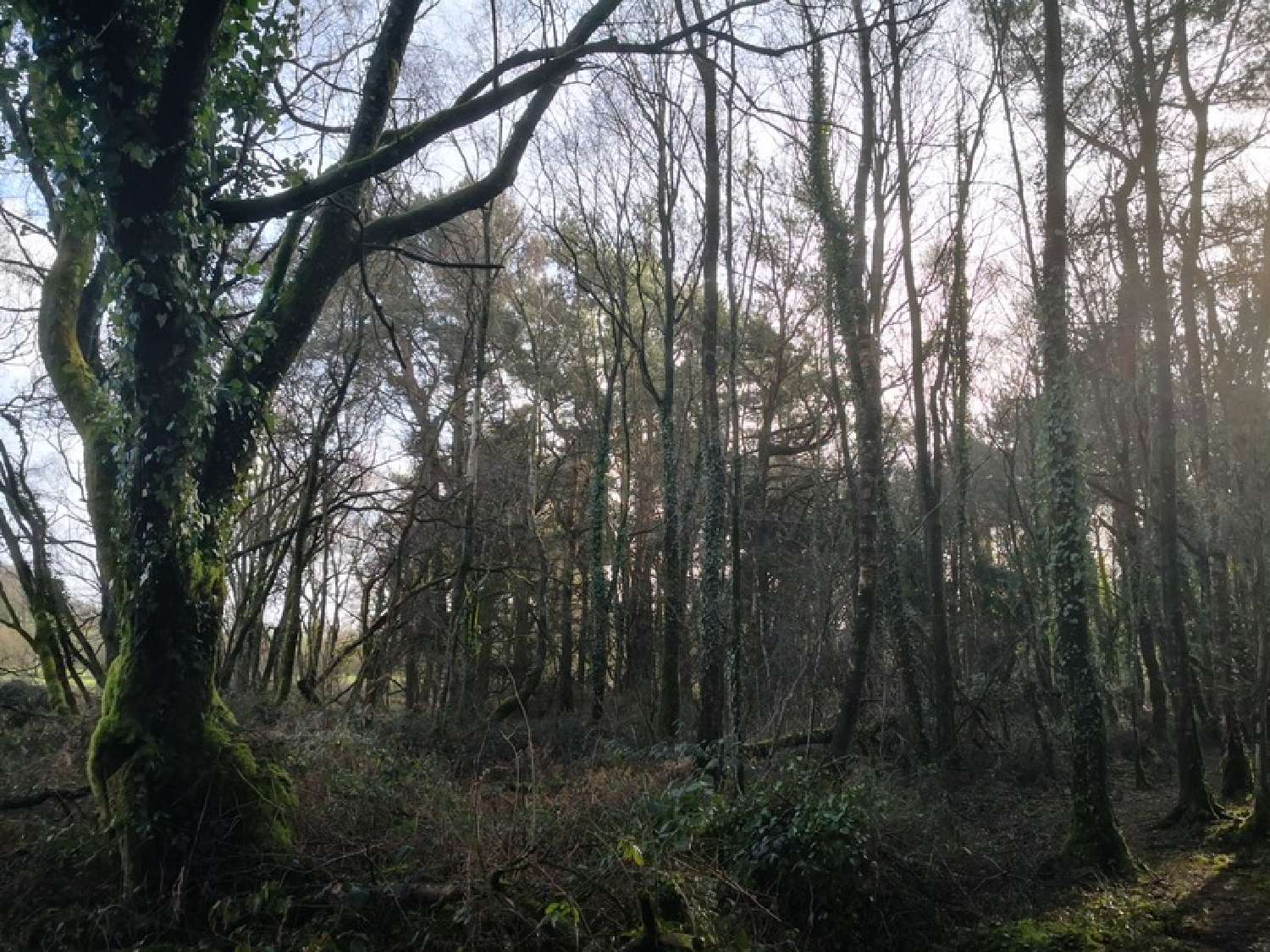  te koop terrein Moncontour Côtes-d'Armor 8