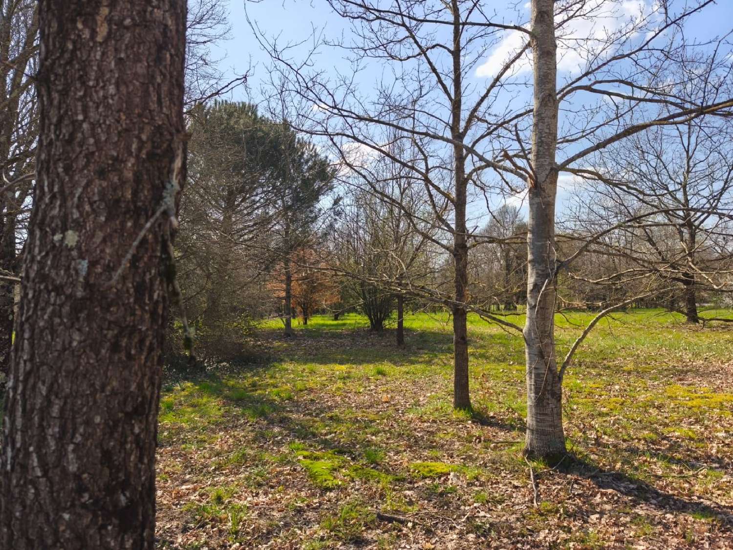  for sale terrain Nègrepelisse Tarn-et-Garonne 2