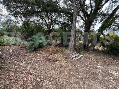 Prunelli-di-Fiumorbo Haute-Corse terrain foto 7295343