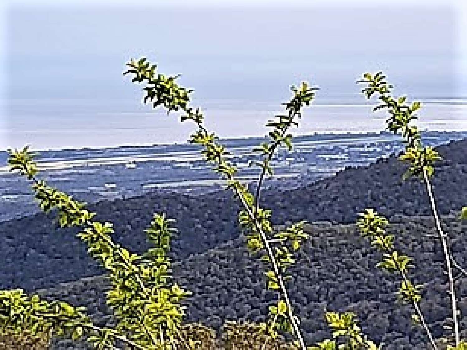 te koop terrein Prunelli-di-Fiumorbo Haute-Corse 5