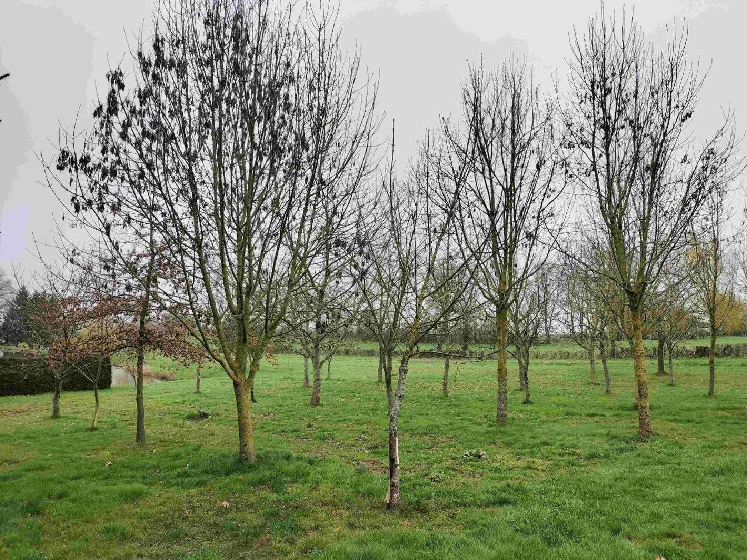  à vendre terrain Saint-Cyr-en-Pail Mayenne 3