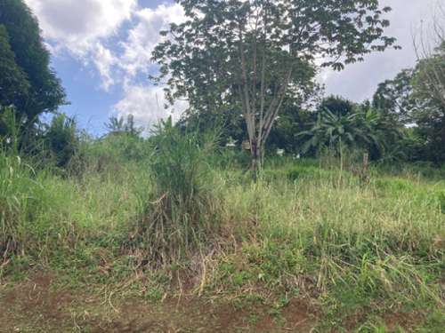 Saint-Esprit Martinique Grundstück Bild 7298112