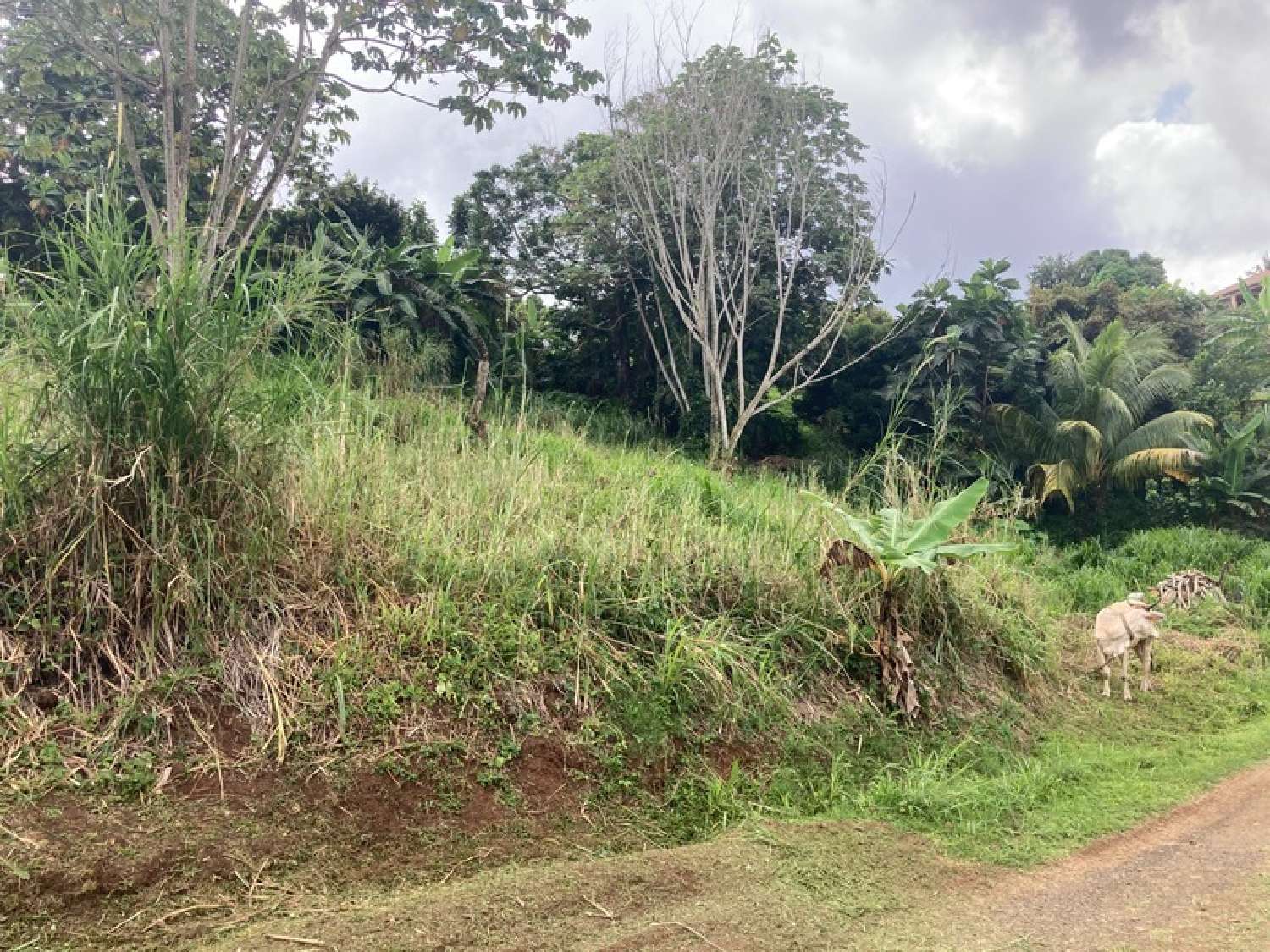  kaufen Grundstück Saint-Esprit Martinique 2