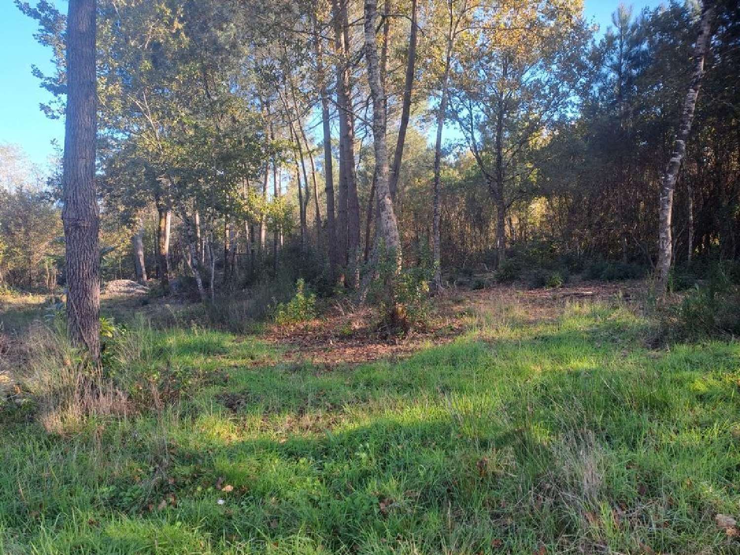 à vendre terrain Saint-Sauveur Gironde 1