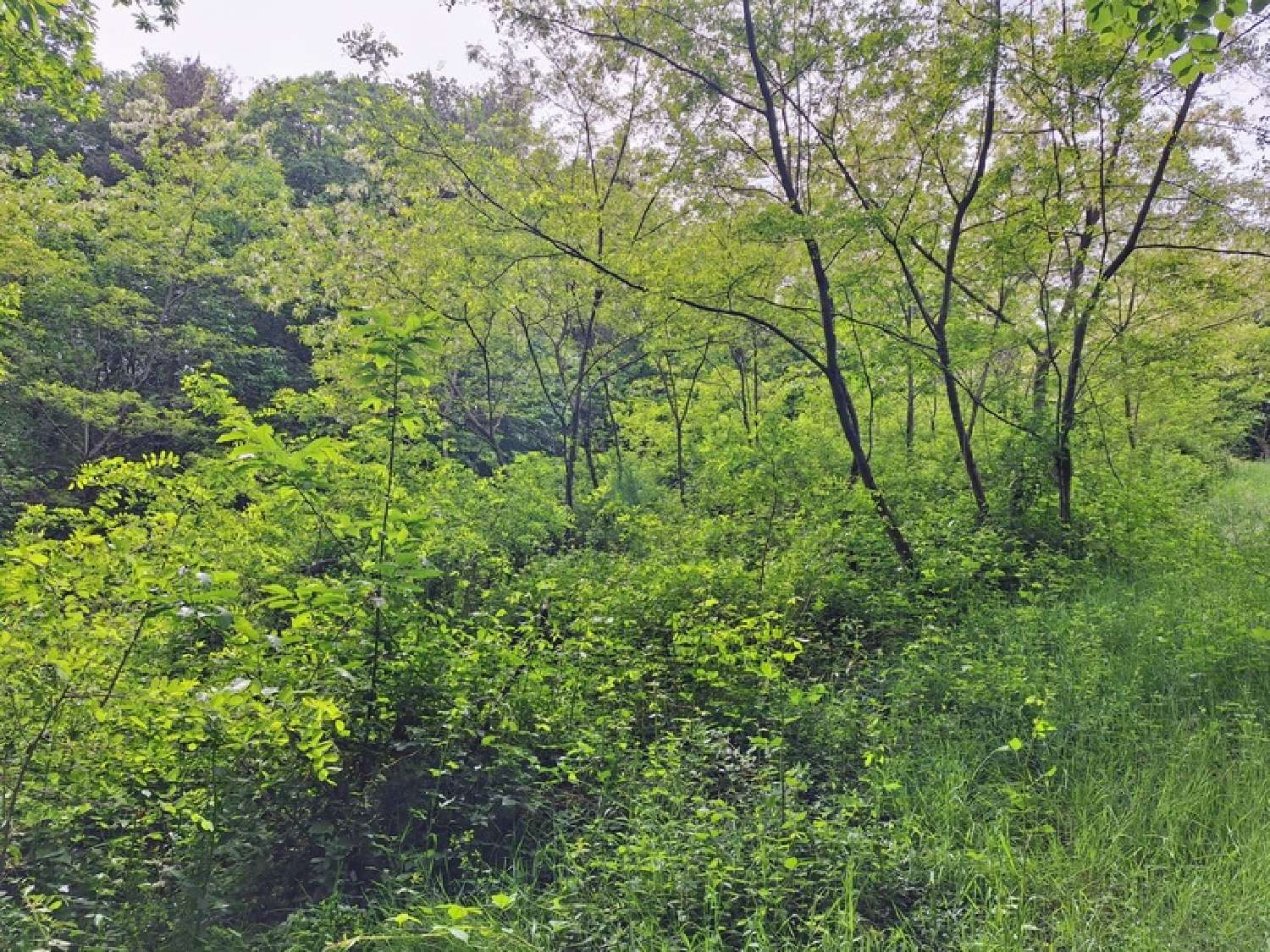  te koop terrein Venarsal Corrèze 5