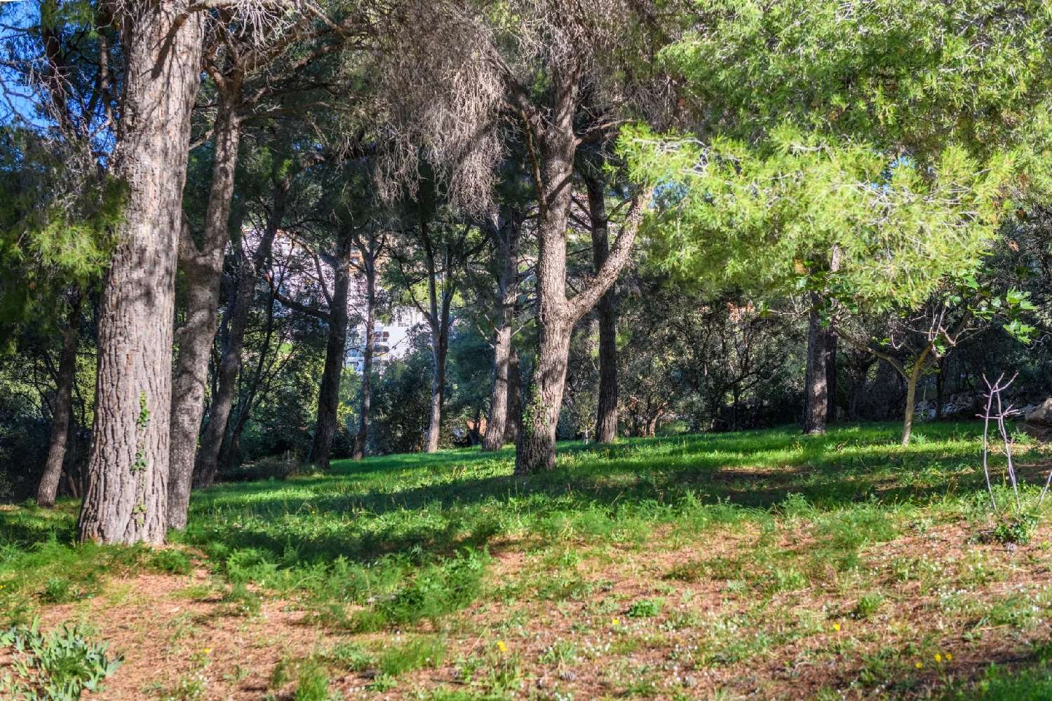  for sale villa Fourneaux-le-Val Calvados 2