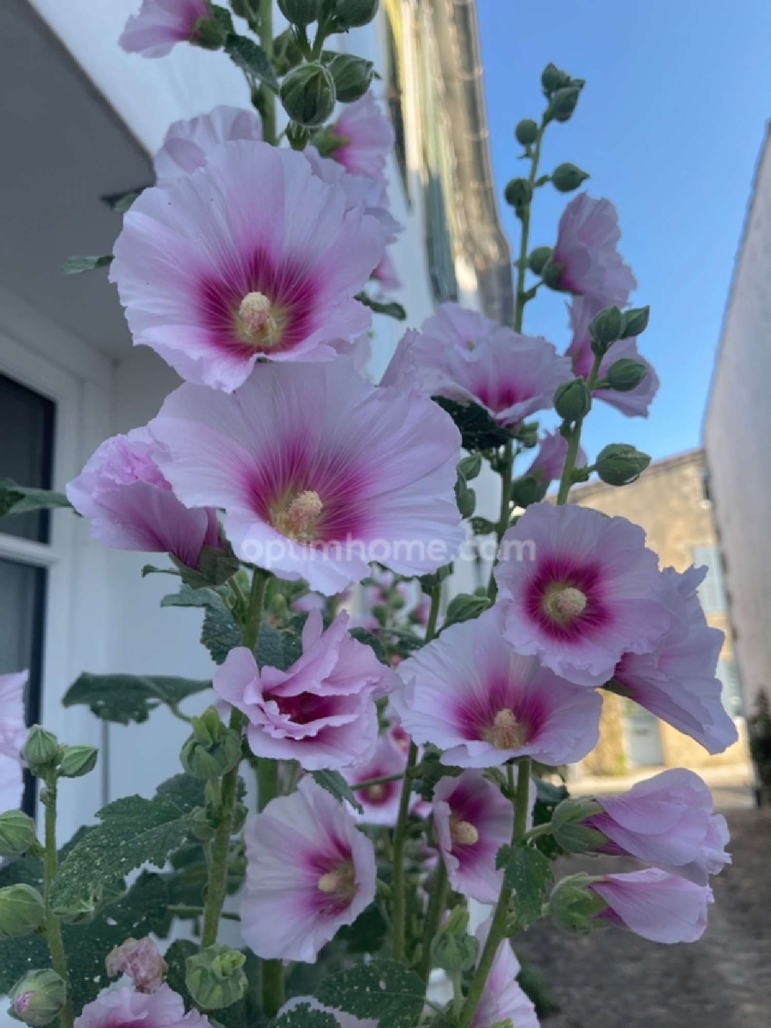  for sale village house Saint-Martin-de-Ré Charente-Maritime 4