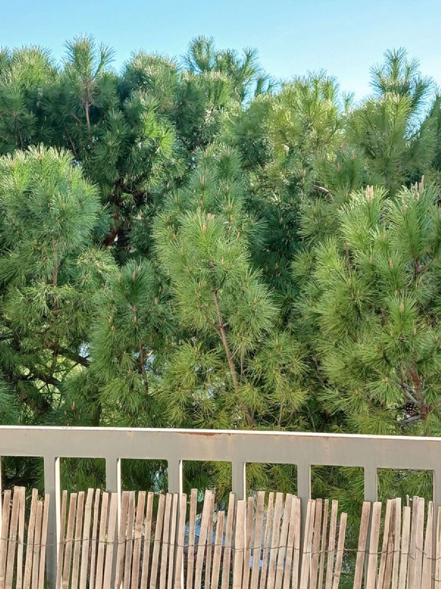  for sale apartment Montpellier 34080 Hérault 1