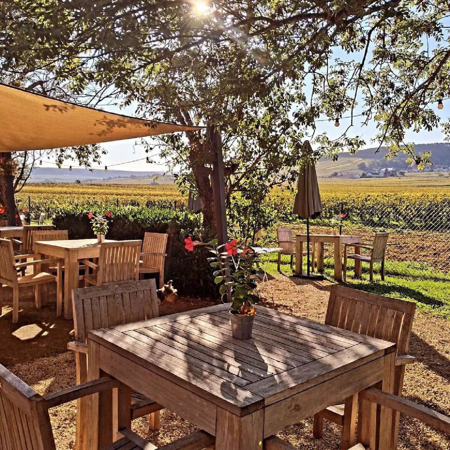  à vendre commerce Puligny-Montrachet Côte-d'Or 1