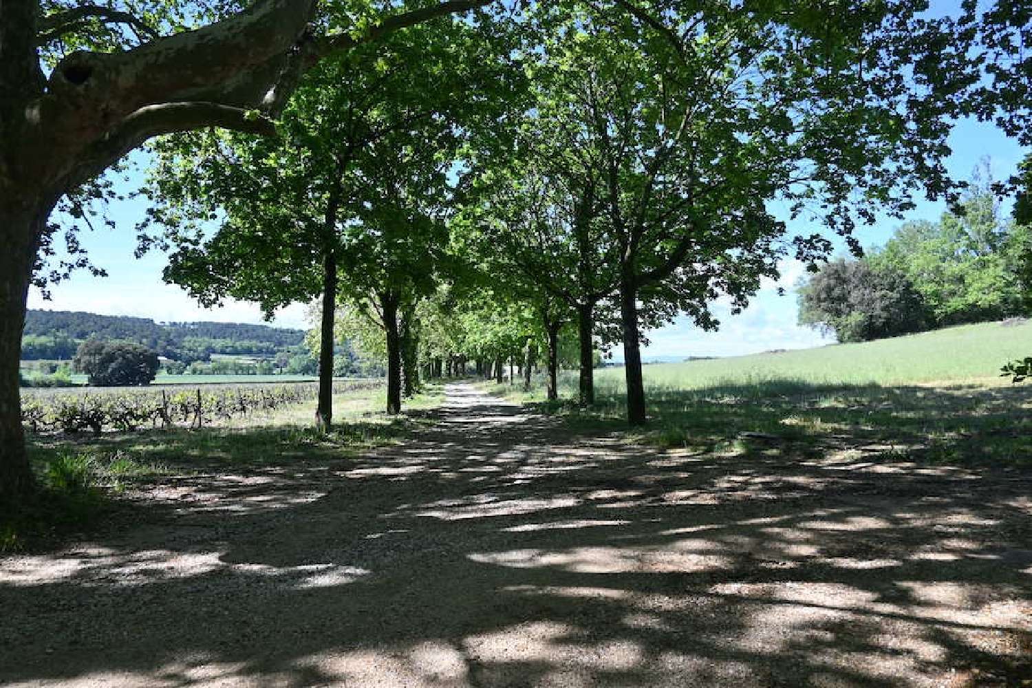  en venta finca rústica Bollène Vaucluse 2