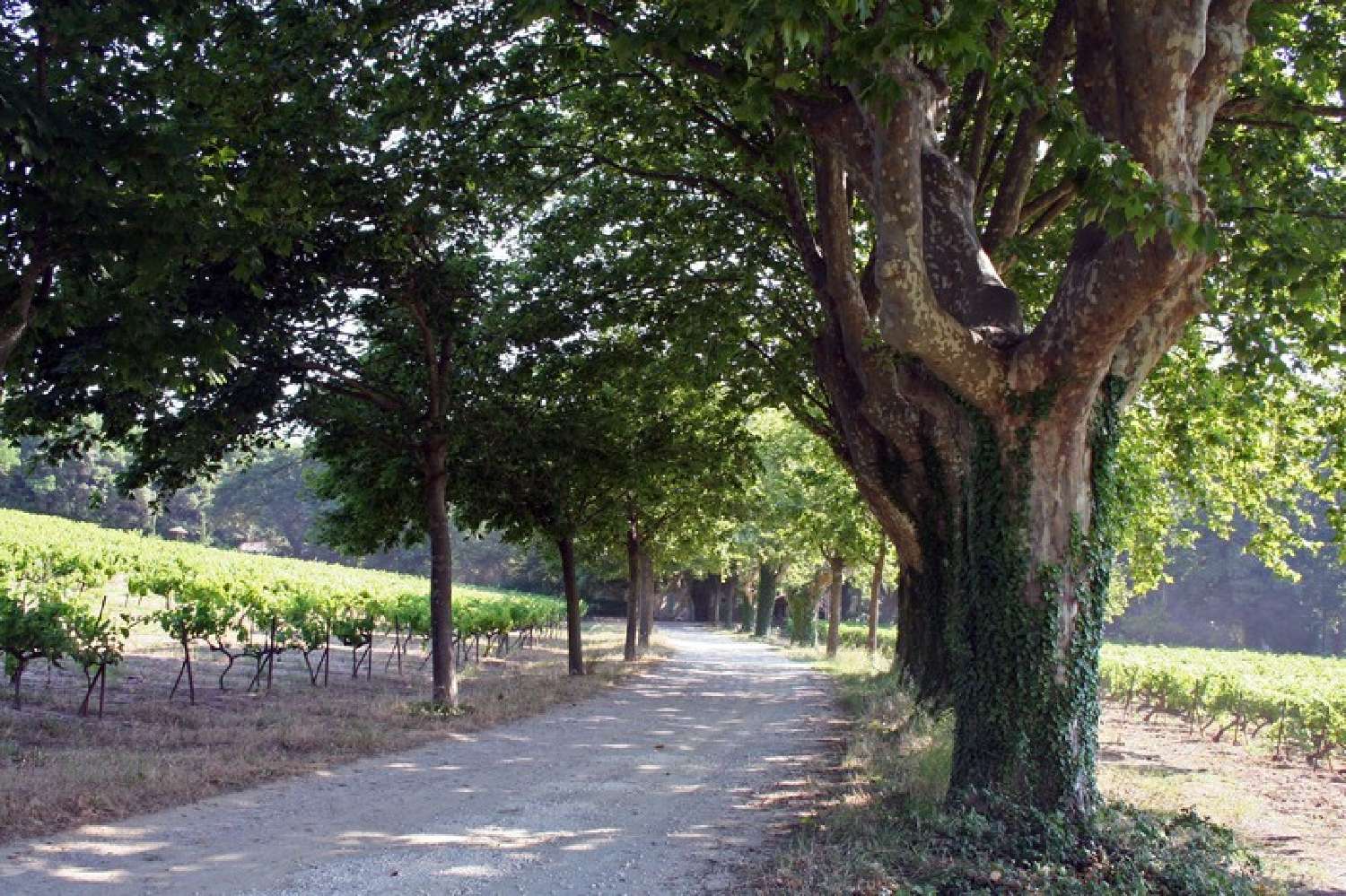 kaufen Landgut Rochegude Drôme 6