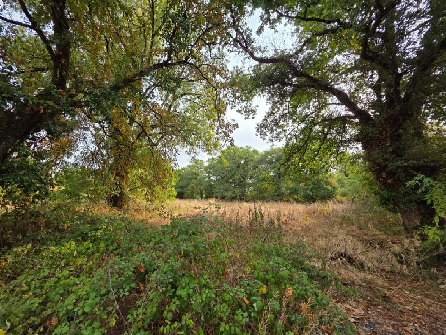  kaufen Bauernhof Saint-Léger-Magnazeix Haute-Vienne 2