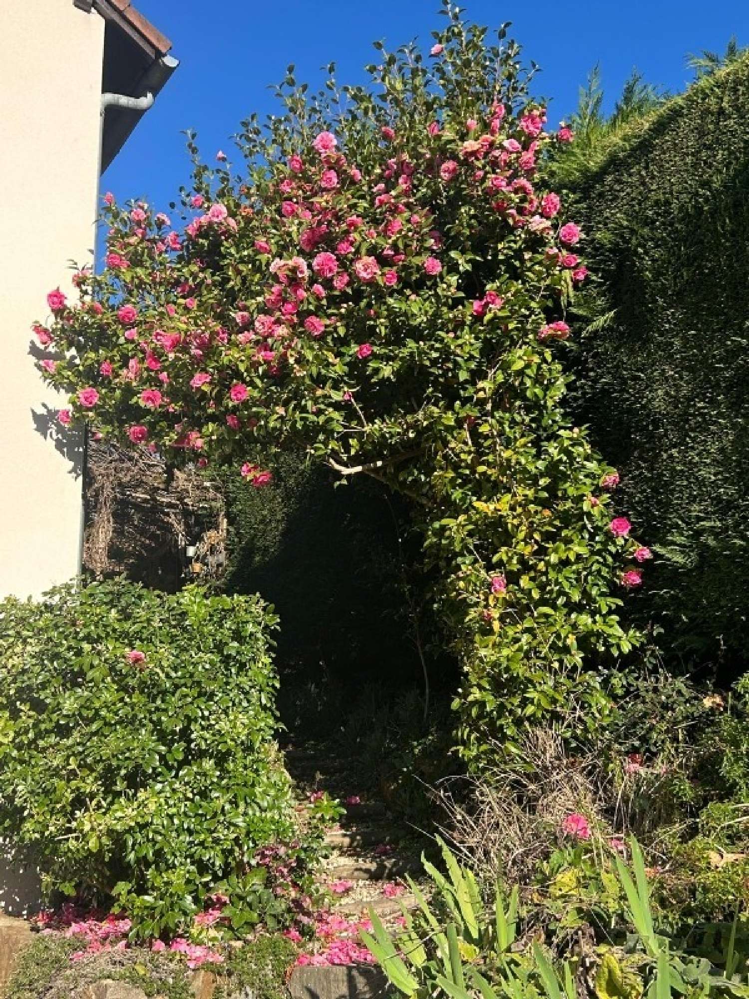  for sale house Ambazac Haute-Vienne 3