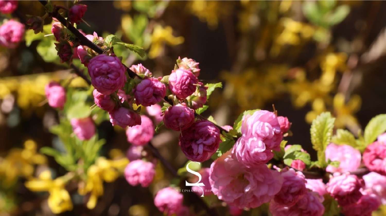  kaufen Haus Brumath Bas-Rhin 7