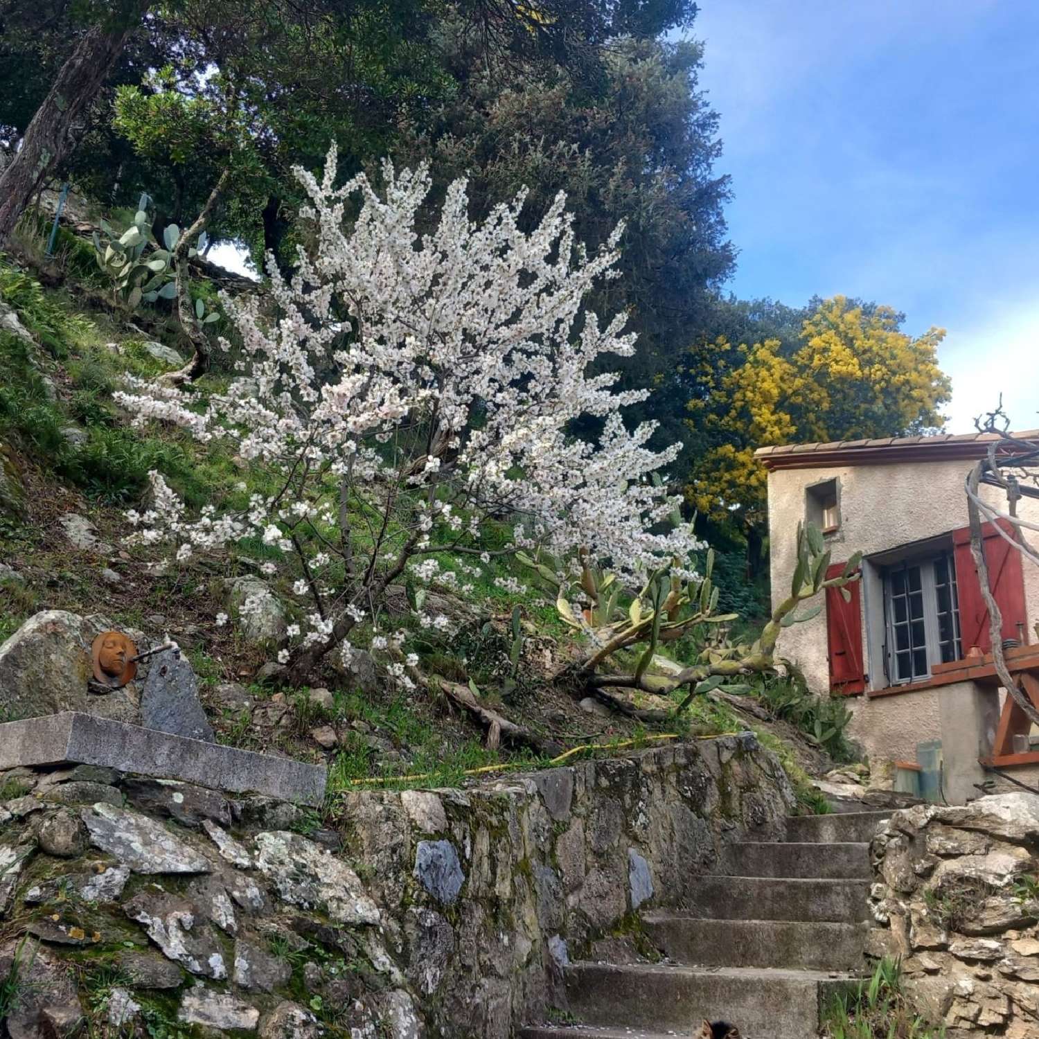  en venta casa Céret Pirineo Oriental 1