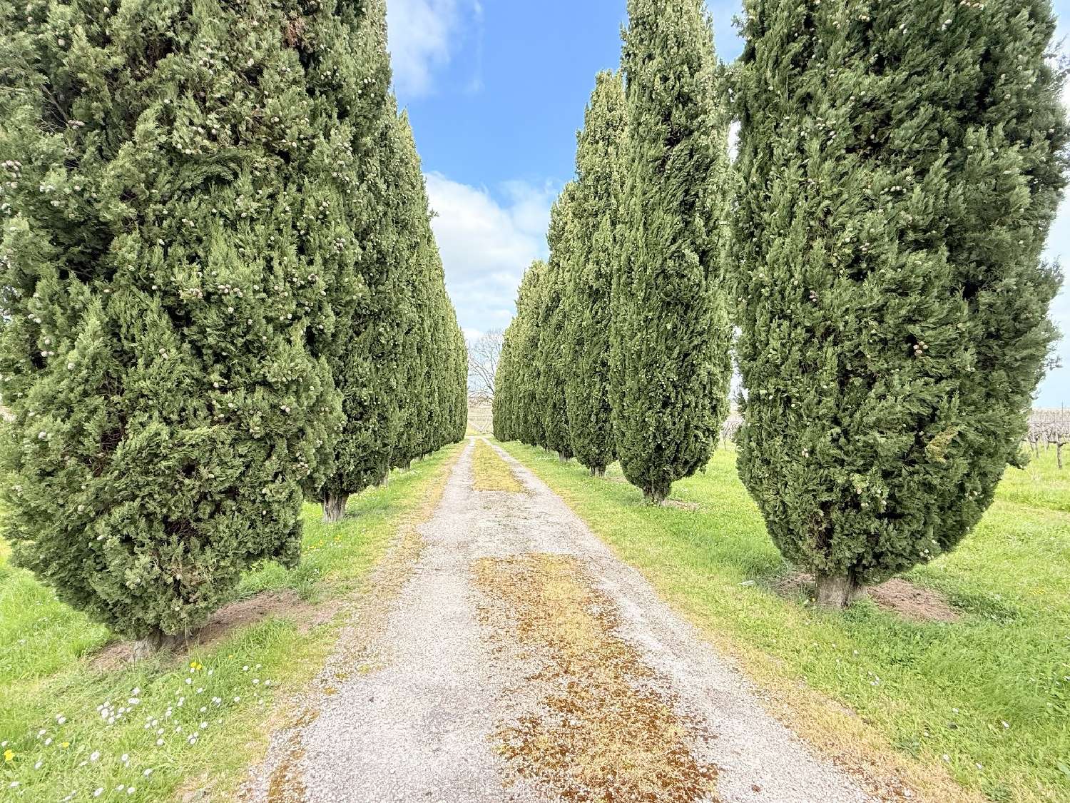  en venta casa Châteauneuf-sur-Charente Charente 6