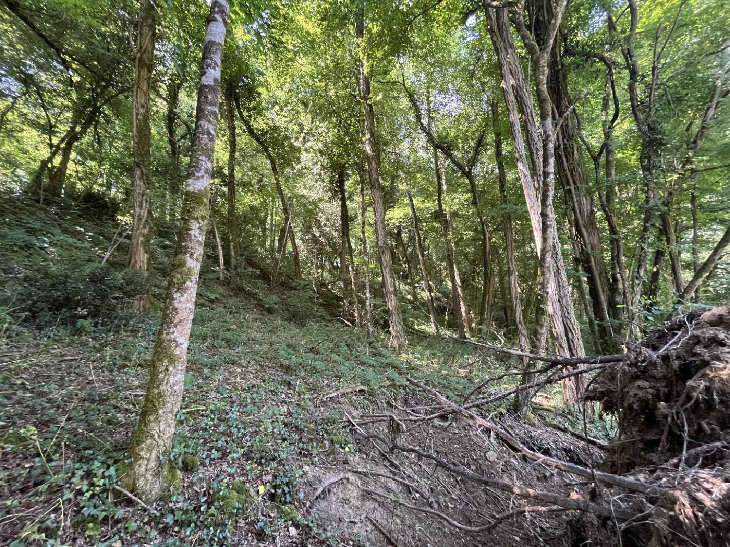  for sale house Darnac Haute-Vienne 6