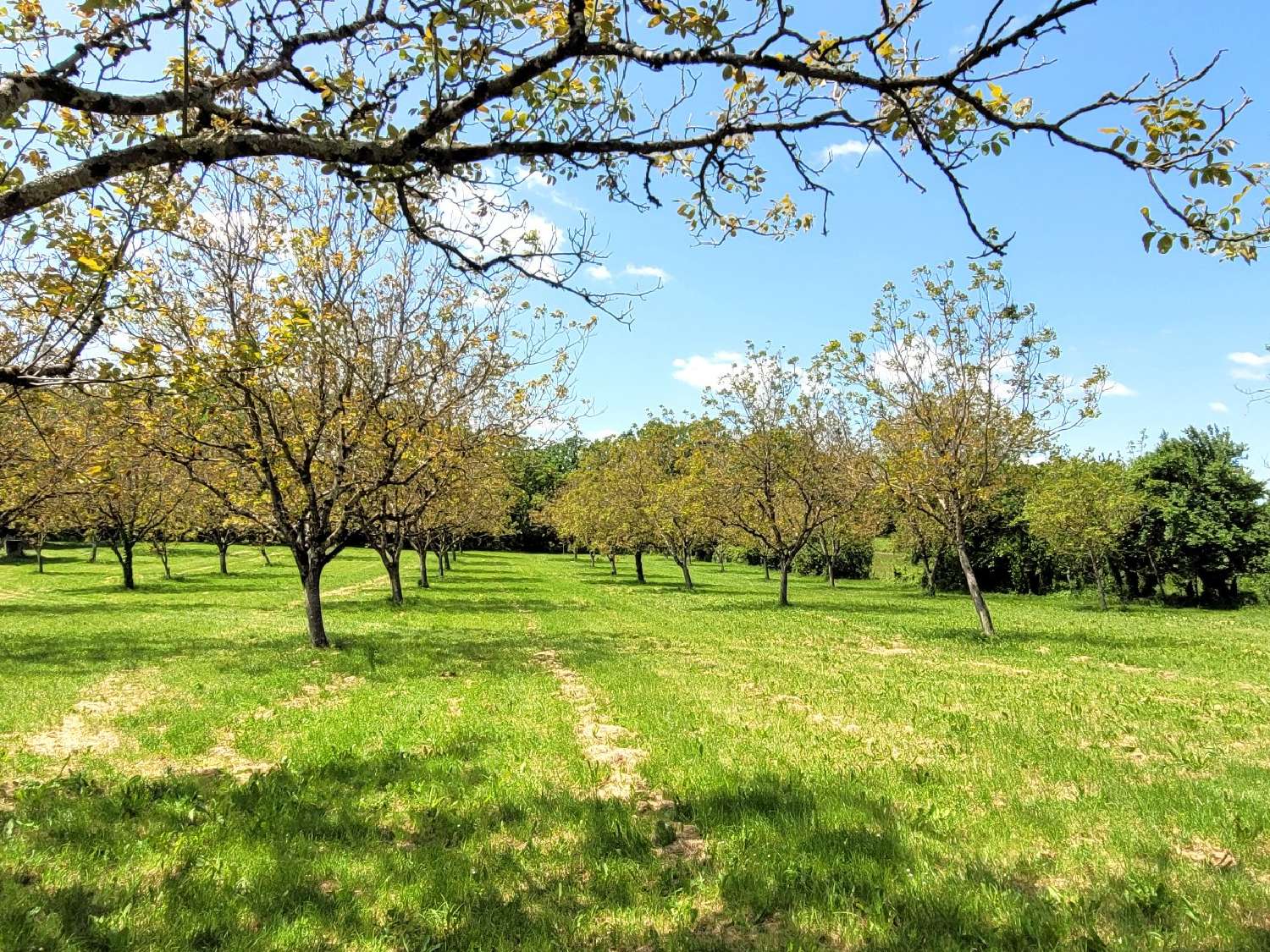  te koop huis Fourmagnac Lot 6