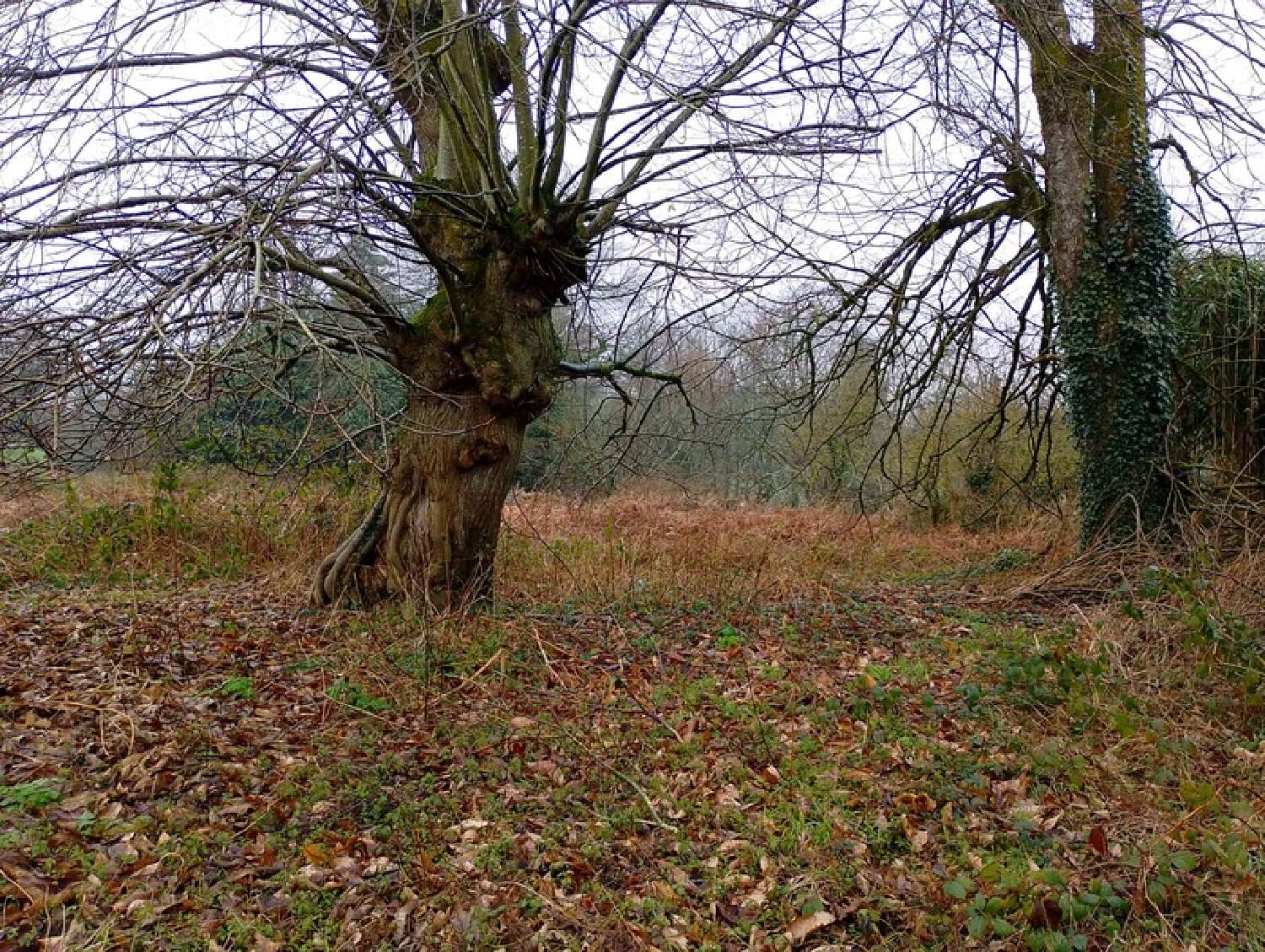  kaufen Haus Loscouët-sur-Meu Côtes-d'Armor 3