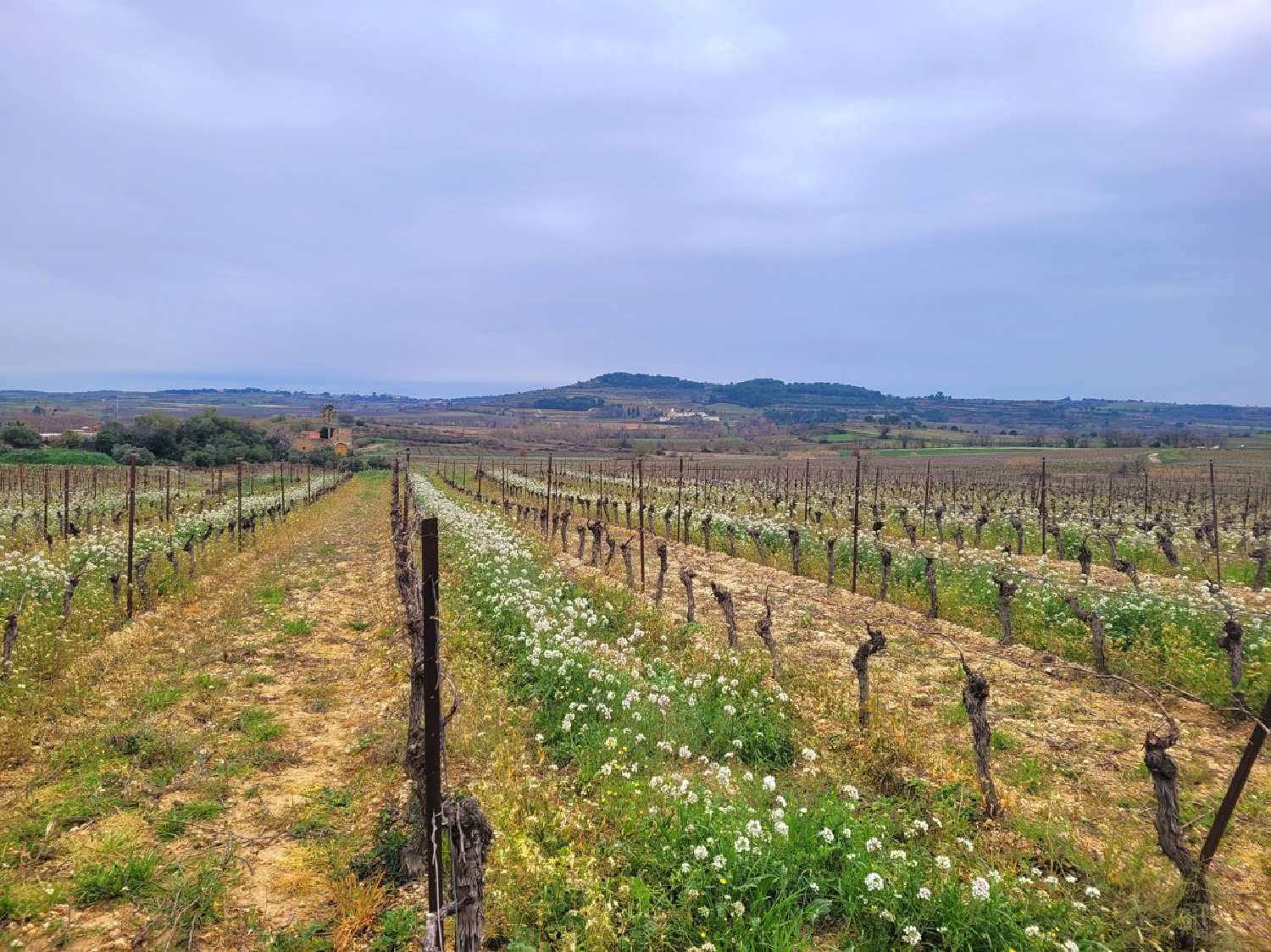  te koop huis Magalas Hérault 2