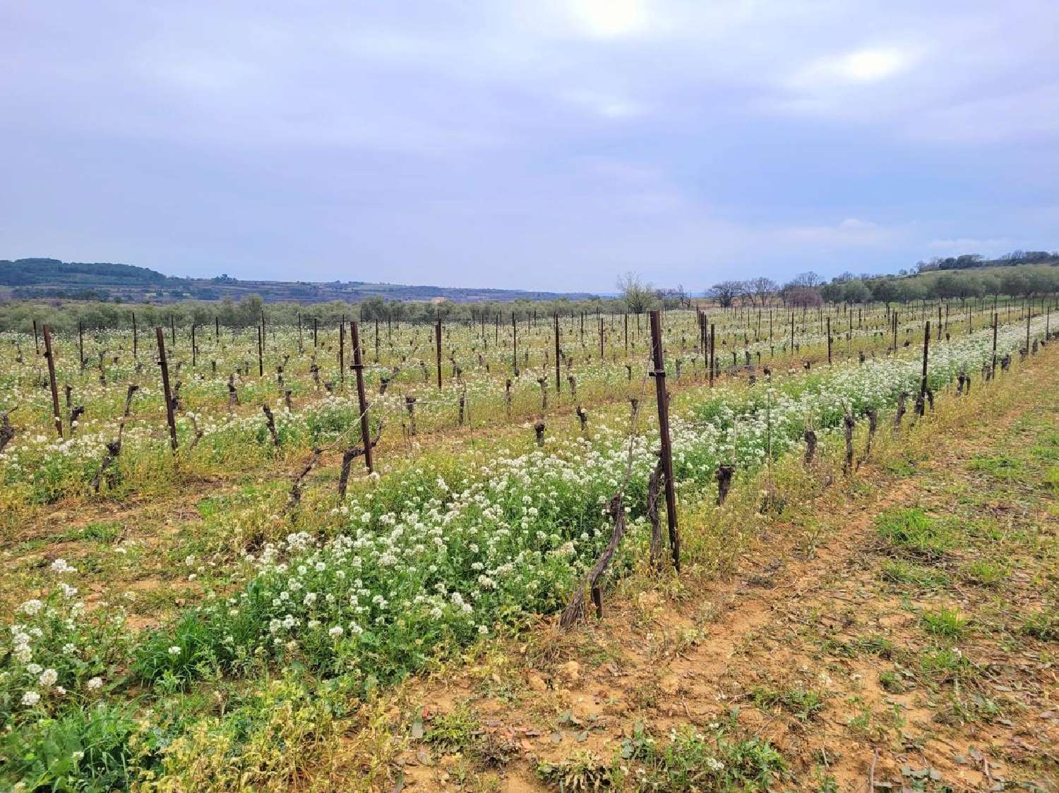  te koop huis Magalas Hérault 3