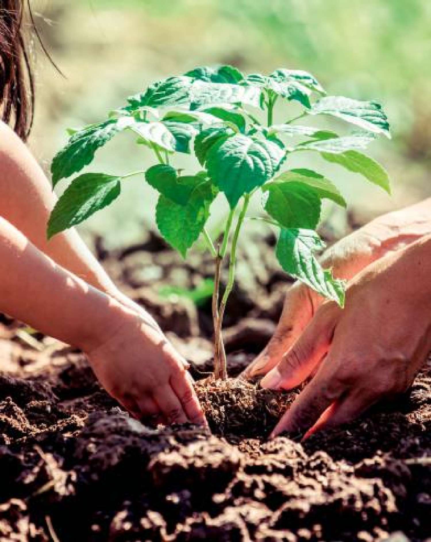  for sale house Rodilhan Gard 3