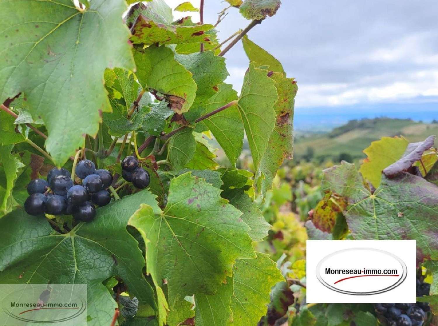  te koop terrein Fleurie Rhône 1