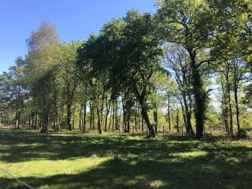 Gaillan-en-Médoc Gironde Grundstück Bild 7313323