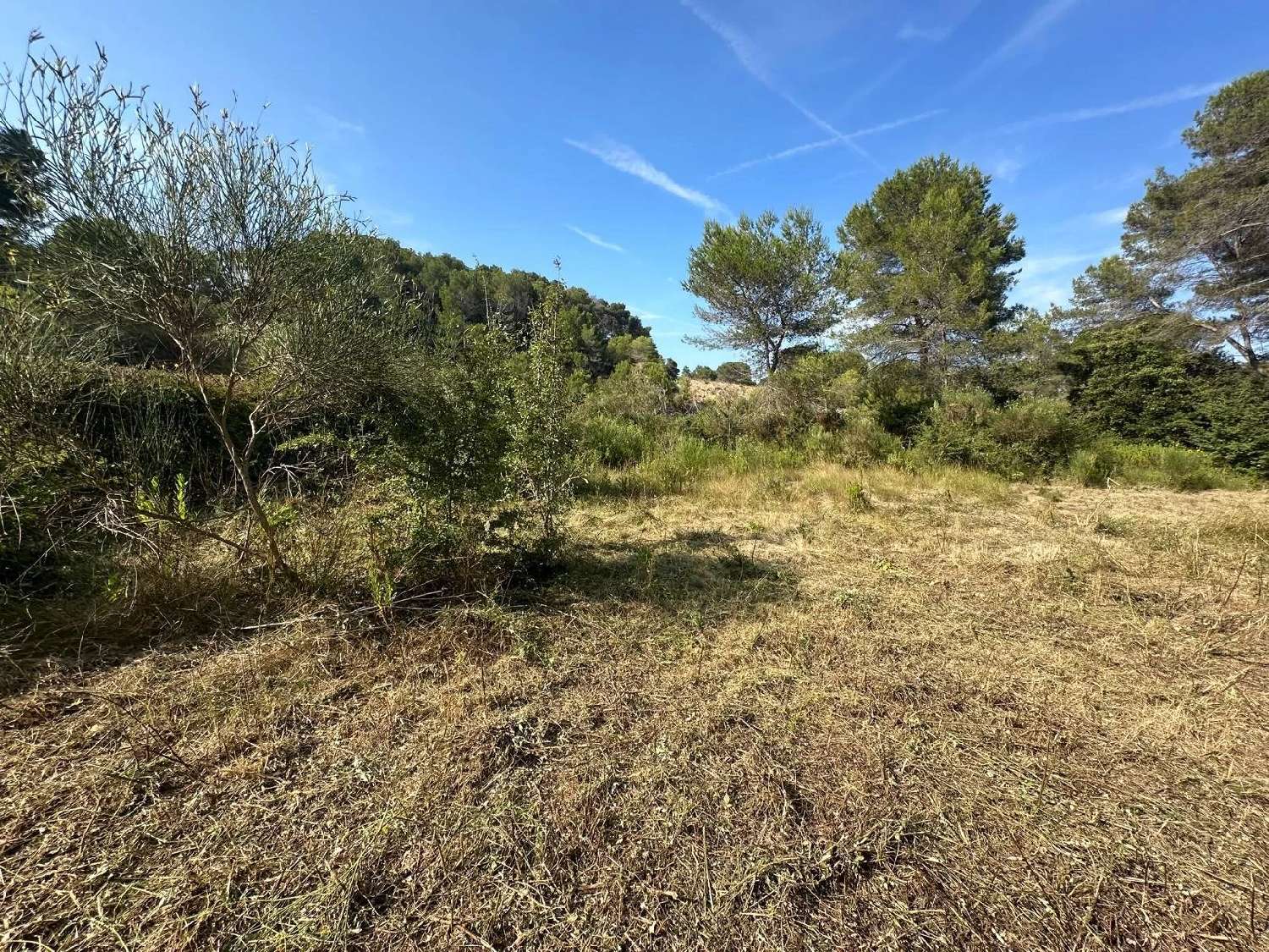  for sale terrain Mougins Alpes-Maritimes 4