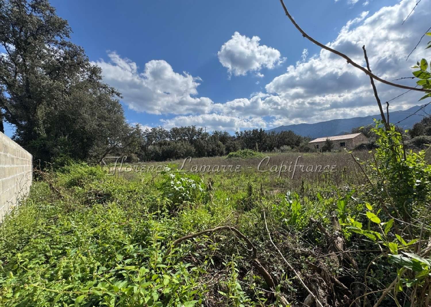  kaufen Grundstück Speloncato Haute-Corse 5
