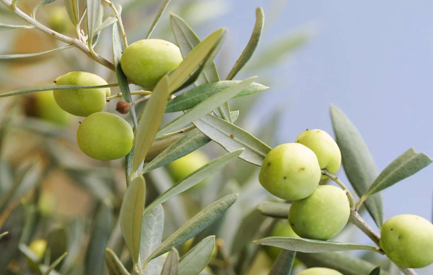 kaufen Villa Cotignac Var 8