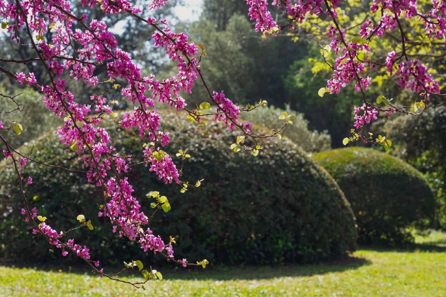  for sale villa Le Pradet Var 5