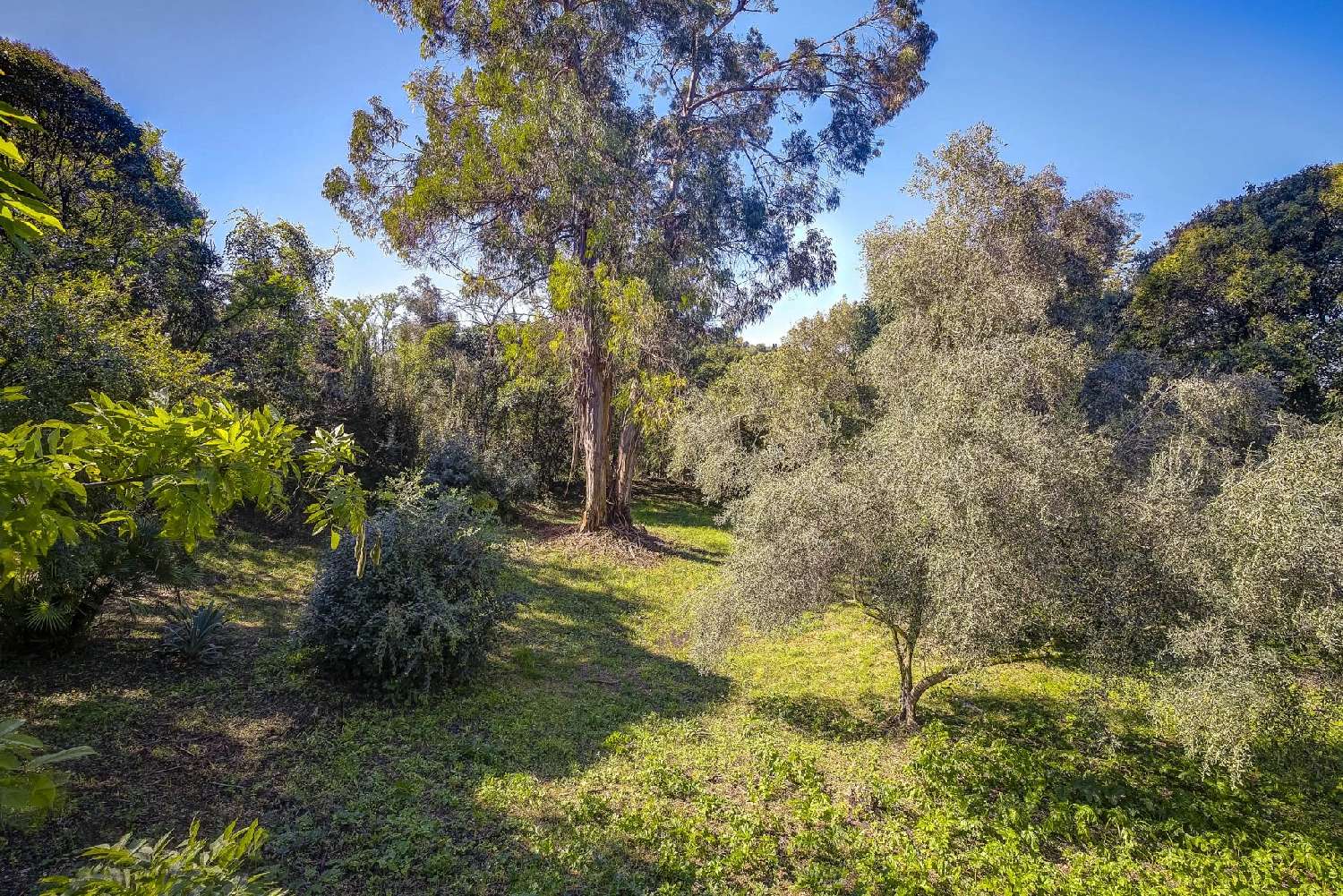 kaufen Villa Mougins Alpes-Maritimes 7