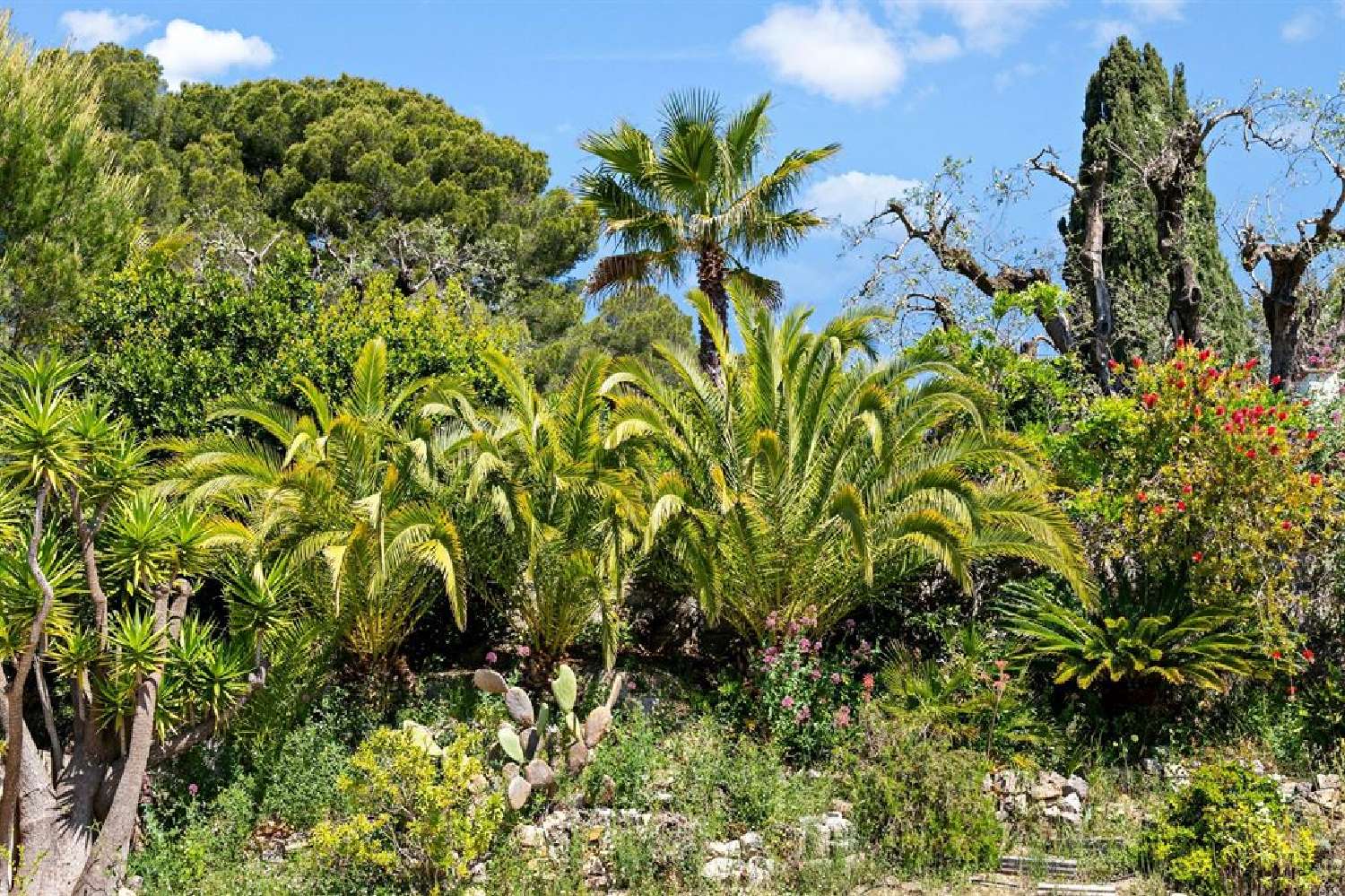  à vendre villa Mougins Alpes-Maritimes 5