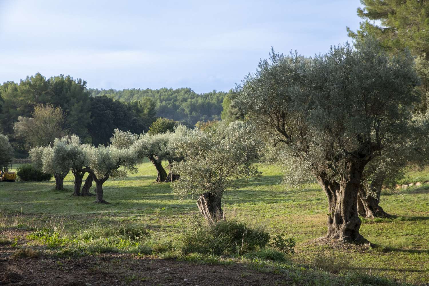 à vendre villa Sanary-sur-Mer Var 6