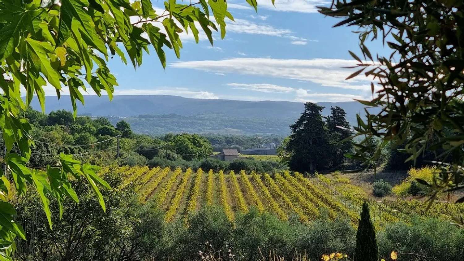  te koop wijngaard Avignon Vaucluse 1