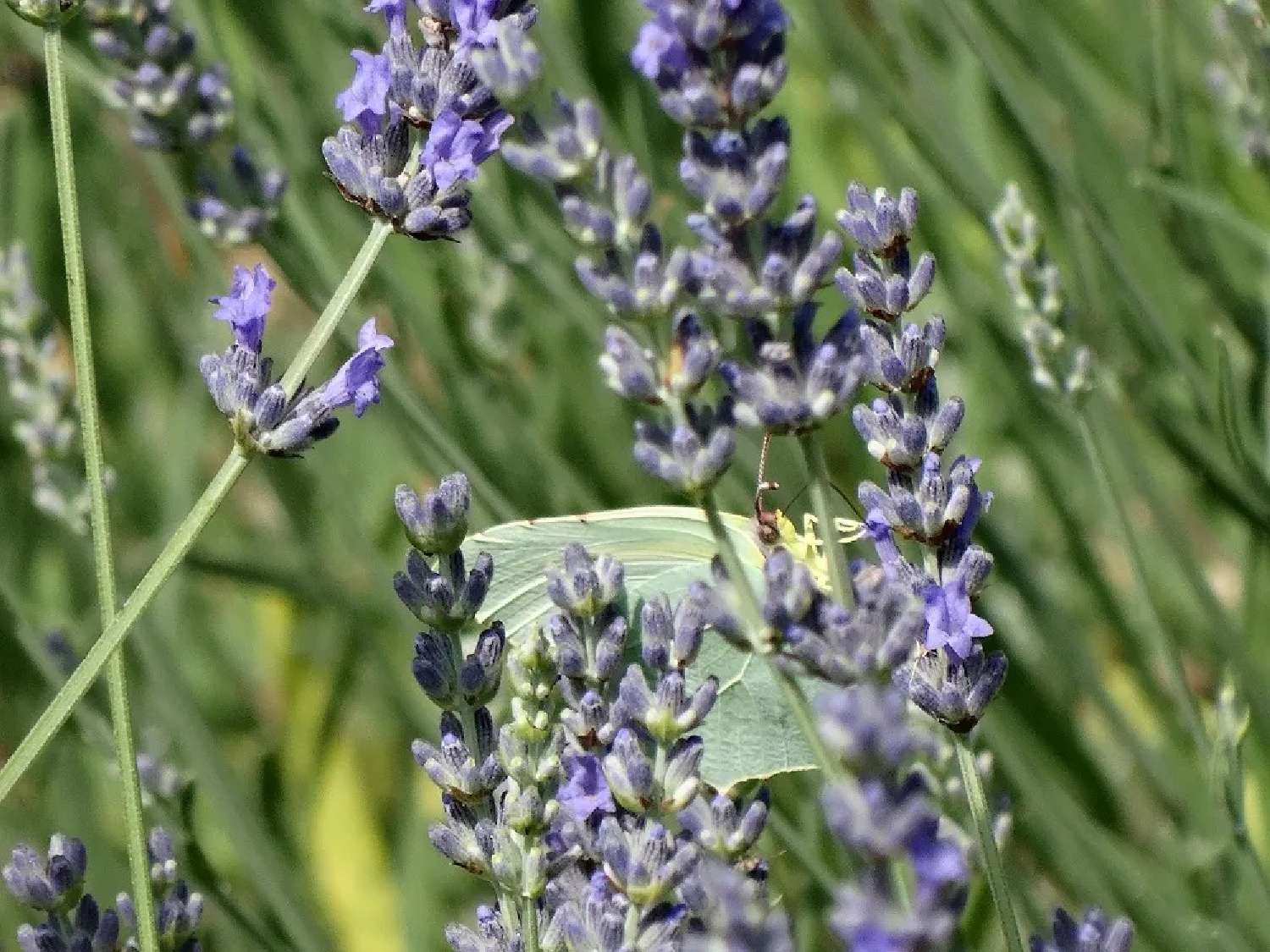 kaufen Weinberg Bollène Vaucluse 3