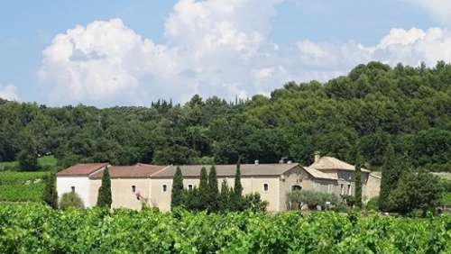 Bollène Vaucluse Weinberg Bild 7307287