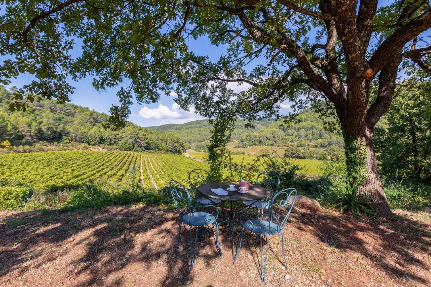  à vendre vignoble Le Cannet-des-Maures Var 8