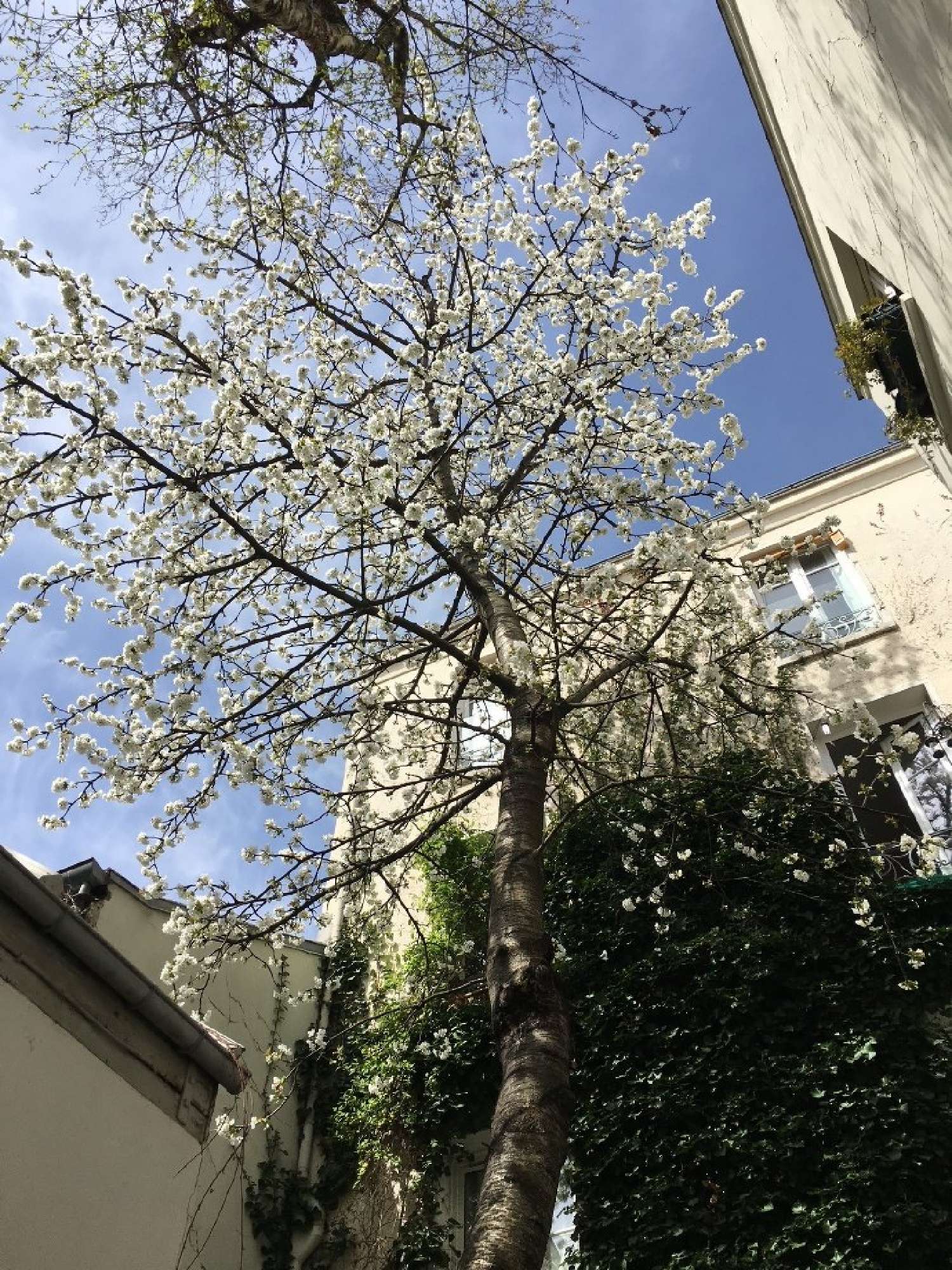  à vendre appartement Paris 11e Arrondissement Paris (Seine) 5