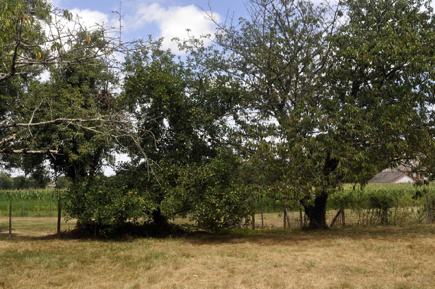  à vendre ferme L'Abergement-de-Cuisery Saône-et-Loire 3