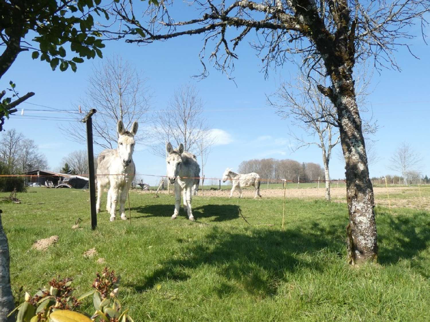  à vendre ferme Plombières-les-Bains Vosges 2