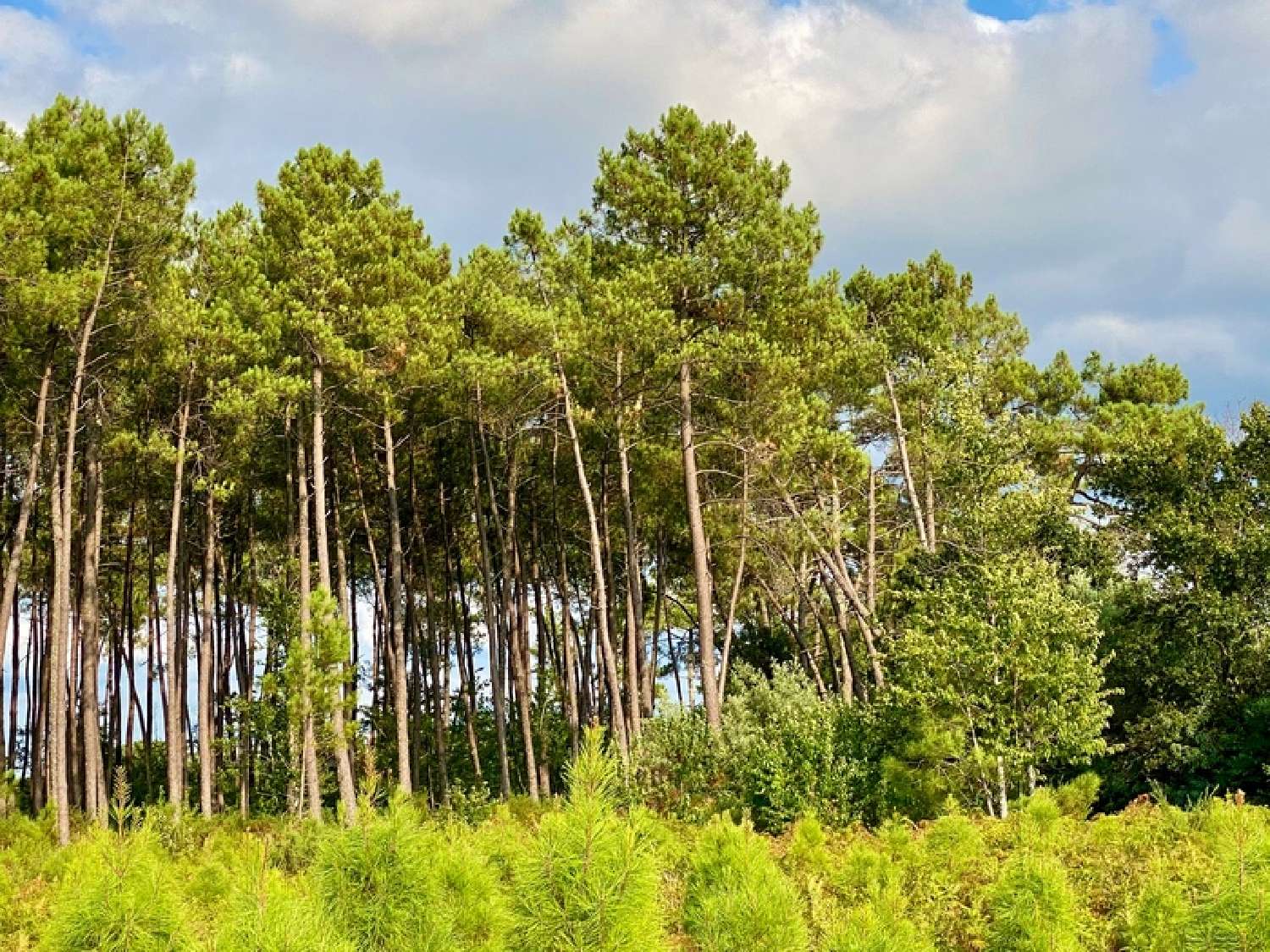 en venta casa Escource Landes 3
