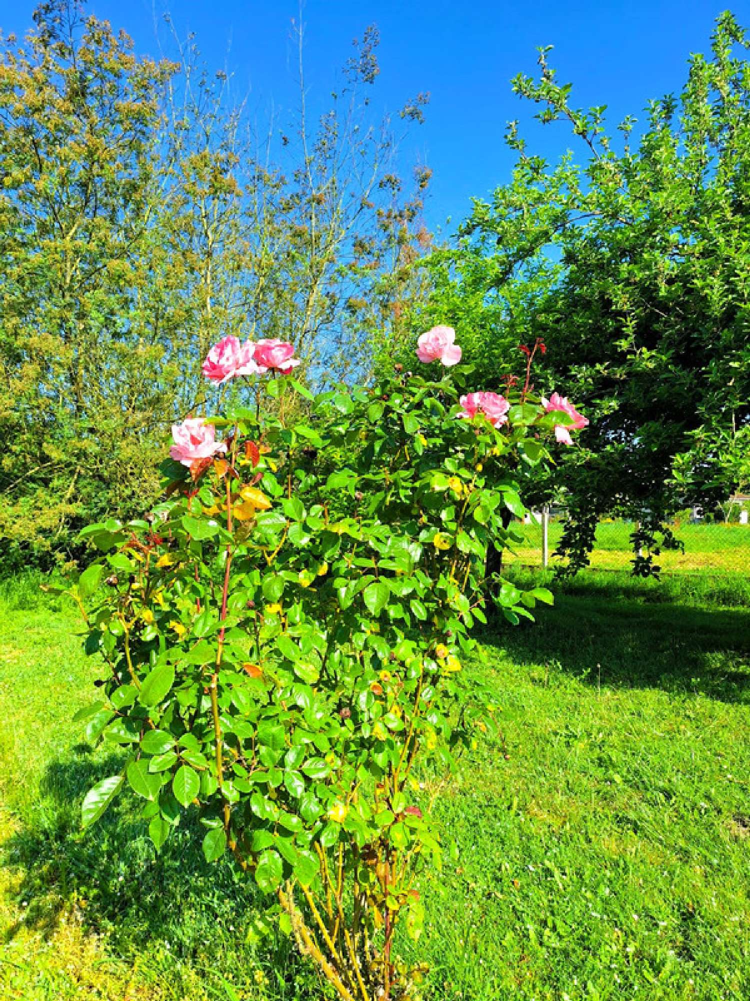 à vendre maison Riscle Gers 6