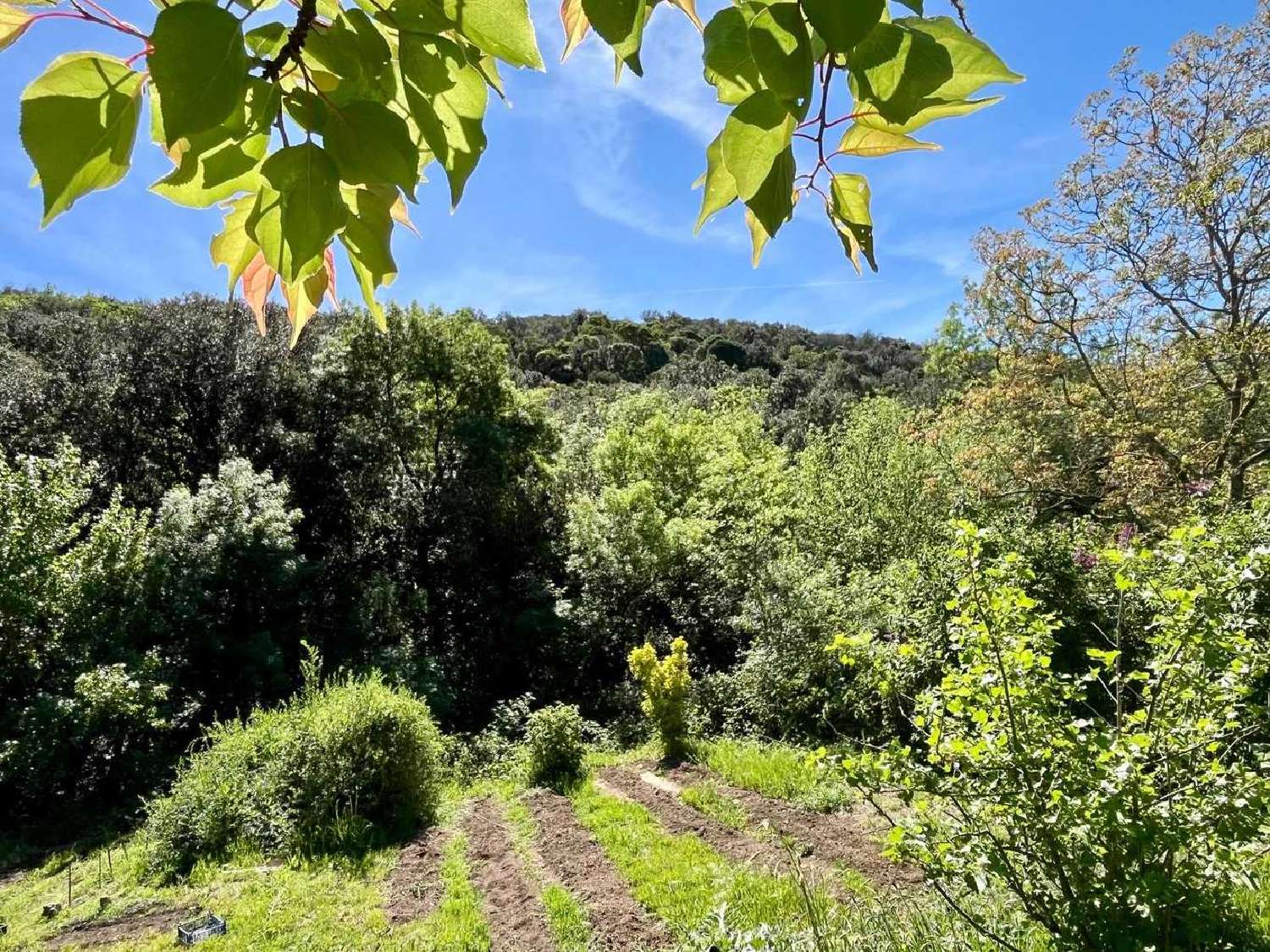  en venta casa Roujan Hérault 6