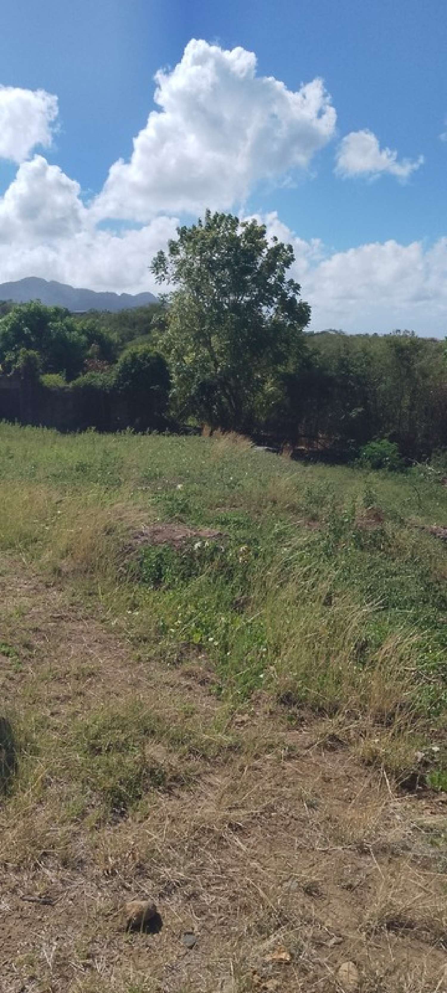  à vendre terrain Baillif Guadeloupe 5