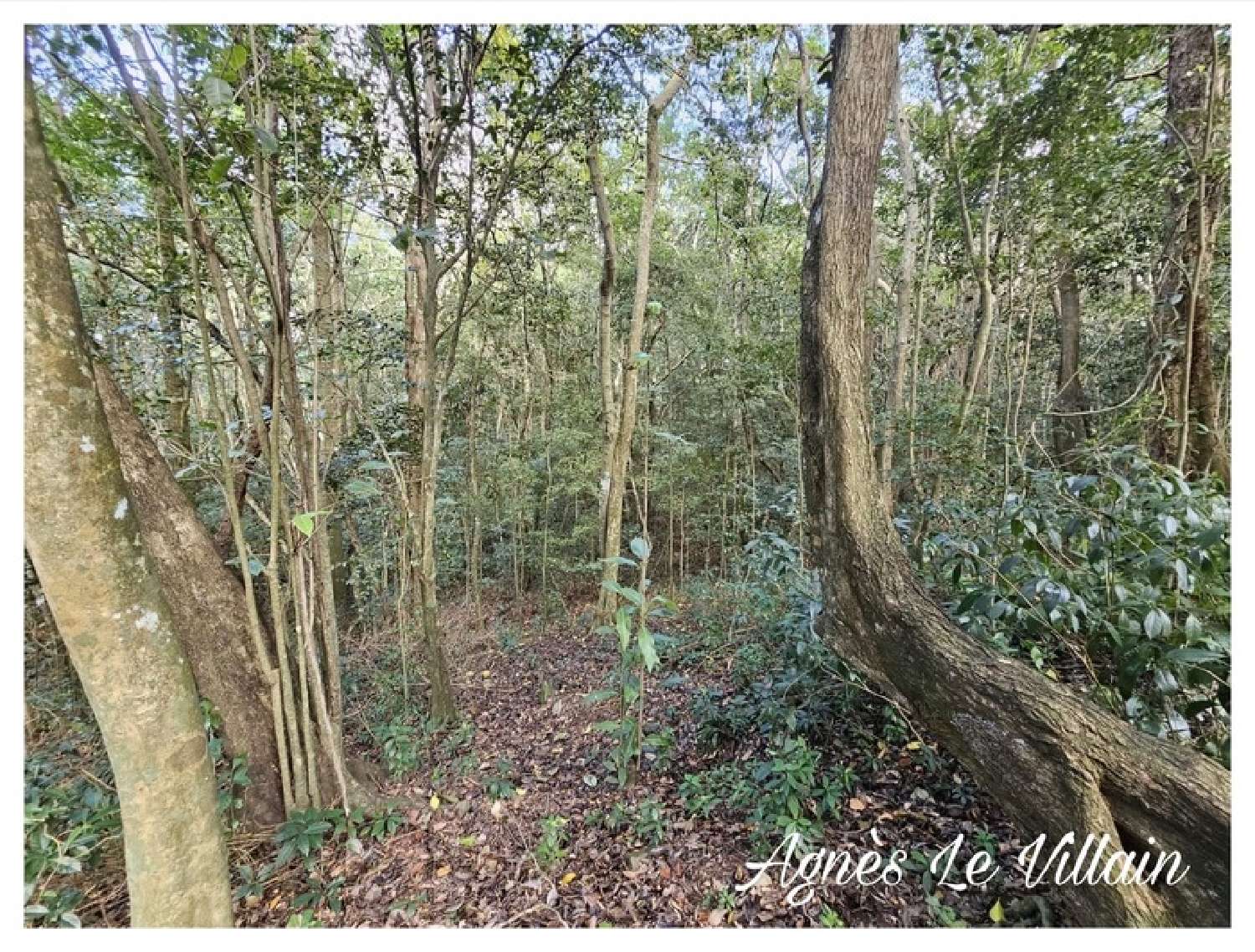  kaufen Grundstück Bouillante Guadeloupe 4